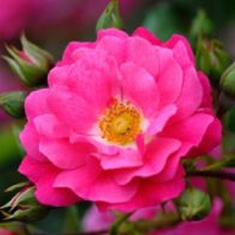 Flower Carpet 'Pink Rose'